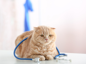 4 Higiene y bioseguridad en clínicas veterinarias